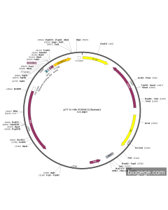 pT7-6×His-S100A11(human)