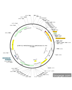 pCMV-IL2-HER2(human)-VL-IgGK(mouse)-CL-Neo