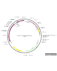 pTac-GST-6×His-HCAB2(optimized-ecoli)