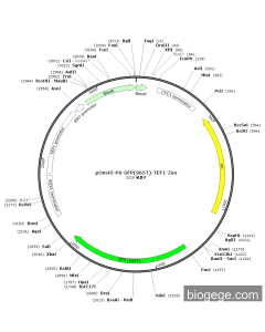 pOm45-PS-GFP(S65T)-TEF1-Zeo