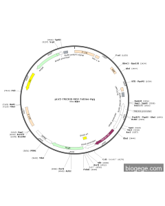 pLV2-TRE3GS-MCS-TetOne-Hyg