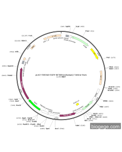 pLV2-TRE3GS-EGFP-RETREG1(human)-TetOne-Puro
