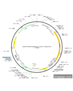 pCMV-ATP6AP1(human)-3×FLAG-2×Strep-Puro
