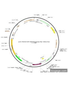 pLV2-TRE3GS-EGFP-HNRNPH2(human)-Myc-TetOne-Puro