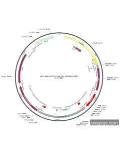pUT-mini-Tn5-Pc-Gen-Tac-mCherry-SacB