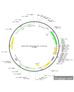 pCMV-EGFP-YBX1(human)(1-127aa)-Neo