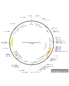 pLV3-CMV-MAD2L1(human)-Puro