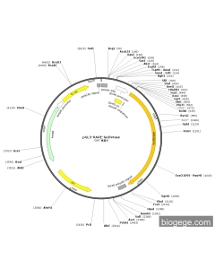 pGL3-RARE-luciferase