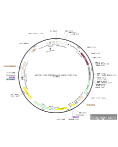 pLV3-H1-2O2-SRSF3(mouse)-shRNA1-TetR-Puro
