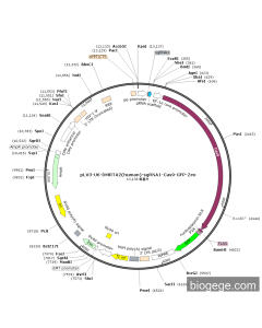 pLV3-U6-DMRTA2(human)-sgRNA1-Cas9-GFP-Zeo