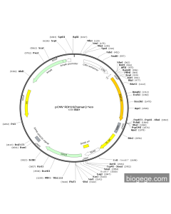 pCMV-RDH16(human)-Neo