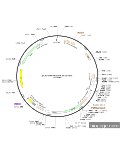 pLV3-CMV-MCS-HA-EF1a-Puro