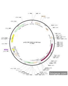 pLV3-CMV-VSVG-H178R-Puro
