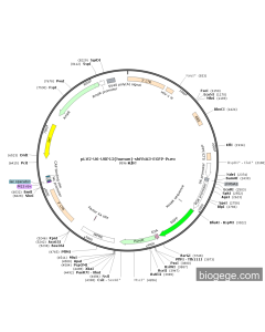pLV2-U6-USP12(human)-shRNA3-EGFP-Puro