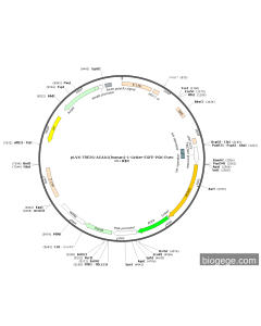 pLVX-TRE3G-ACAA1(human)-1-Linker-EGFP-PGK-Puro
