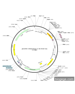 pEnCMV-LY6E(human)-3×HA-SV40-Neo
