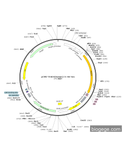 pCMV-TEAD4(human)-3×HA-Neo