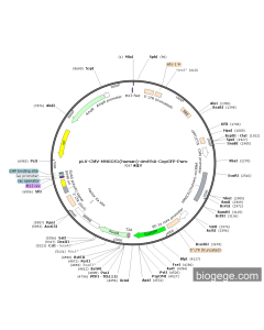 pLV-CMV-HMGCS1(human)-circRNA-CopGFP-Puro