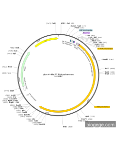 pLac-6×His-T7 RNA polymerase