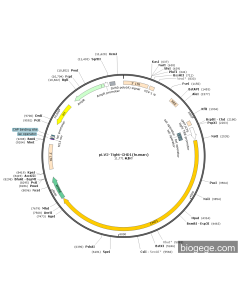 pLV2-Tight-CHD1(human)