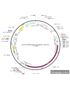 pLV3-U6-MAP3K7(human)-sgRNA1-Cas9-Puro