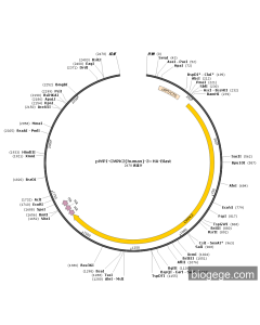 pWPI-CMPK2(human)-3×HA-Blast