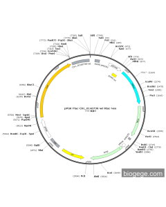 pPGK-Fluc-Circ_0140736-wt-Rluc-Neo