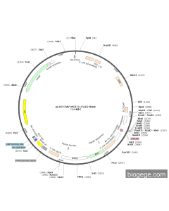 pLV3-CMV-MCS-3×FLAG-Blast