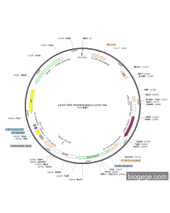 pLV3-CMV-KRAS(human)-G12V-Neo