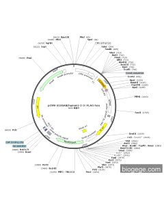 pCMV-S100A8(human)-2-3×FLAG-Neo