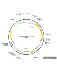 pCMV-Ppara(mouse) -8×His-Neo