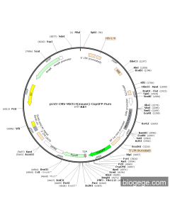 pLV3-CMV-Mir214(mouse)-CopGFP-Puro
