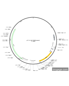 pT7-6×His-FSHB(human)