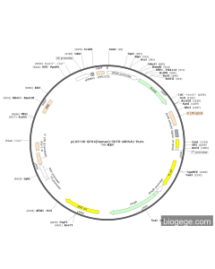 pLV3-U6-GPX4(human)-3UTR-shRNA1-Puro