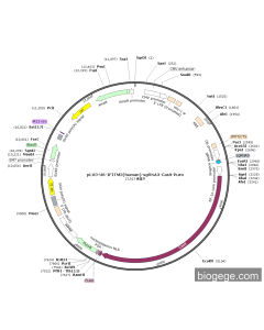 pLV3-U6-IFITM2(human)-sgRNA3-Cas9-Puro