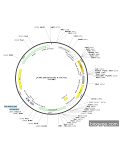 pCMV-SUB1(human)-6×His-Neo