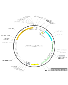 pVEGFA(human)-Fluc-hRluc-Neo