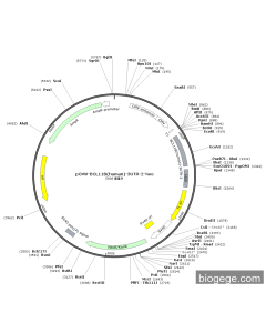 pCMV-BCL11B(human)-3UTR-2-Neo