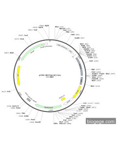 pCMV-Mir23a(rat)-Neo