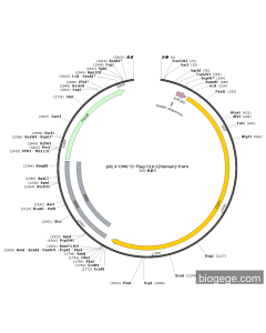 pSL4-CMV-3×Flag-CLK1(human)-Puro