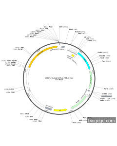 pALPL(human)-Fluc-hRluc-Neo