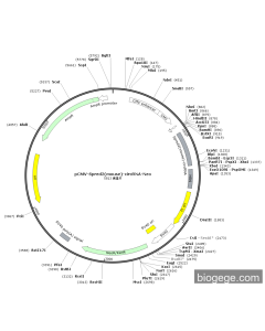 pCMV-Spred2(mouse)-circRNA-Neo