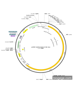 pCMV-Notch1(rat)-8×His-Neo