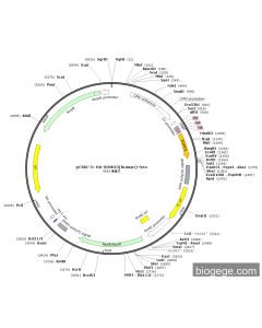 pCMV-3×HA-SUMO3(human)-Neo