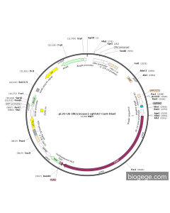 pLV3-U6-Ulk1(mouse)-sgRNA2-Cas9-Blast