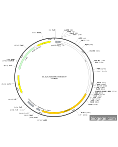 pIL6(human)-Fluc-Enhancer