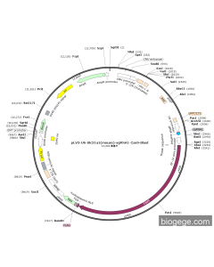 pLV3-U6-Slc31a1(mouse)-sgRNA1-Cas9-Blast