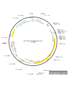 pLV3-CMV-TYRO3(human)-Puro