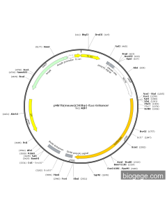pMir7b(mouse)(593bp)-Fluc-Enhancer