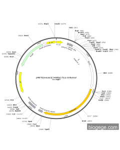pMir7b(mouse)(1400bp)-Fluc-Enhancer